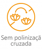 Sem polinização cruzada