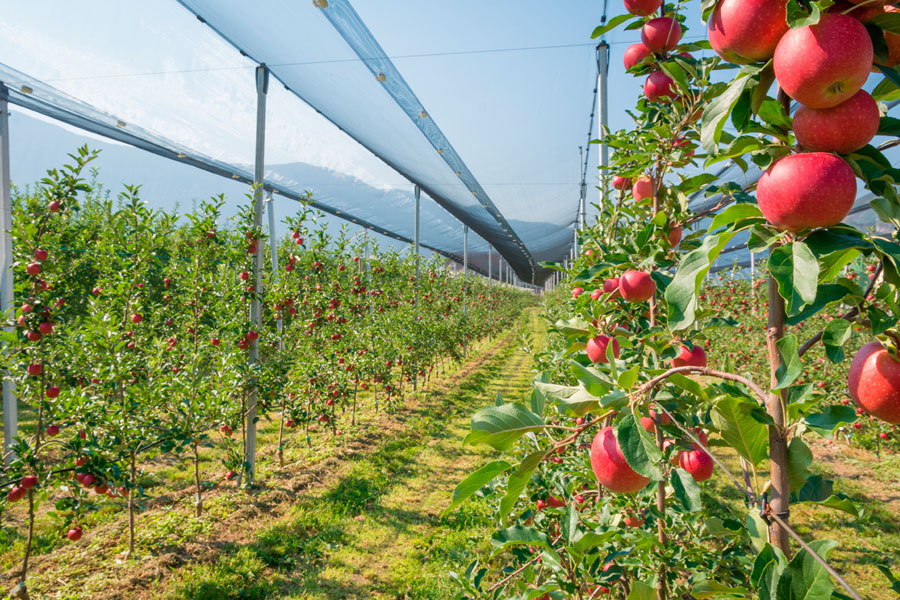 Mallas antigranizo reducir consumo de agua en frutales | GreenNets