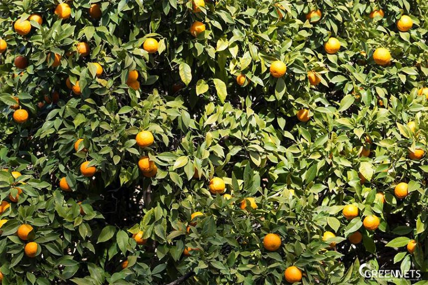 O que é HLB o Greening de citrinos? O que é HLB o Greening de citrinos?