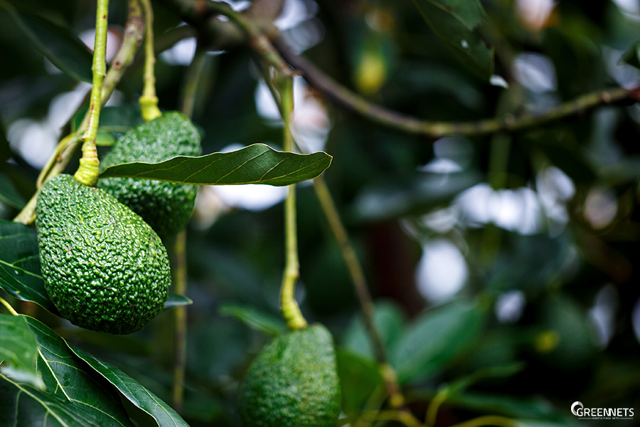 Foto aguacate sudáfrica