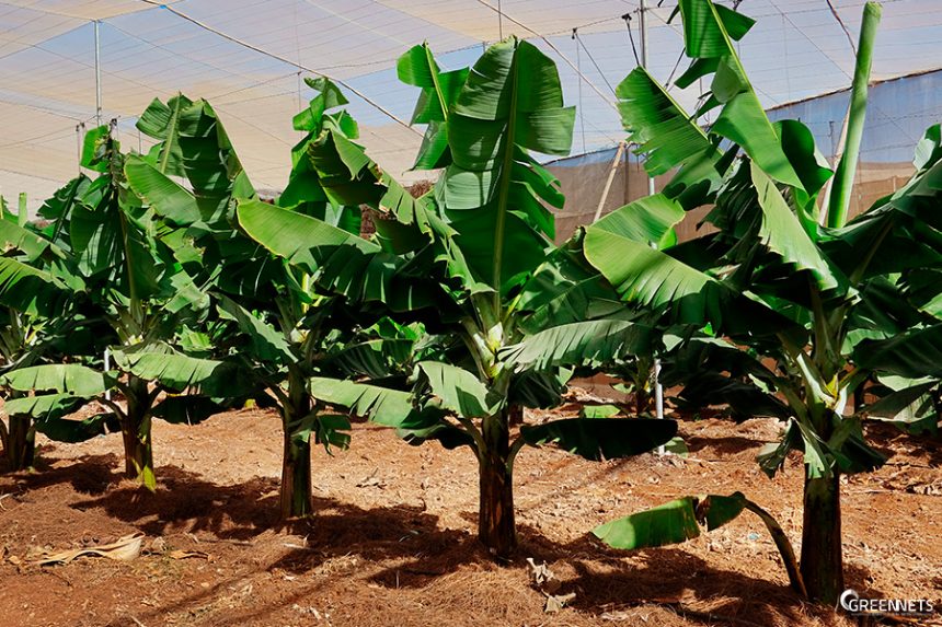 Quais são as vantagens de produzir bananas em casas de rede? Quais são as vantagens de produzir bananas em casas de rede?