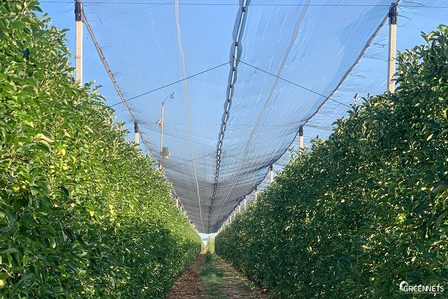 Foto manzana españa