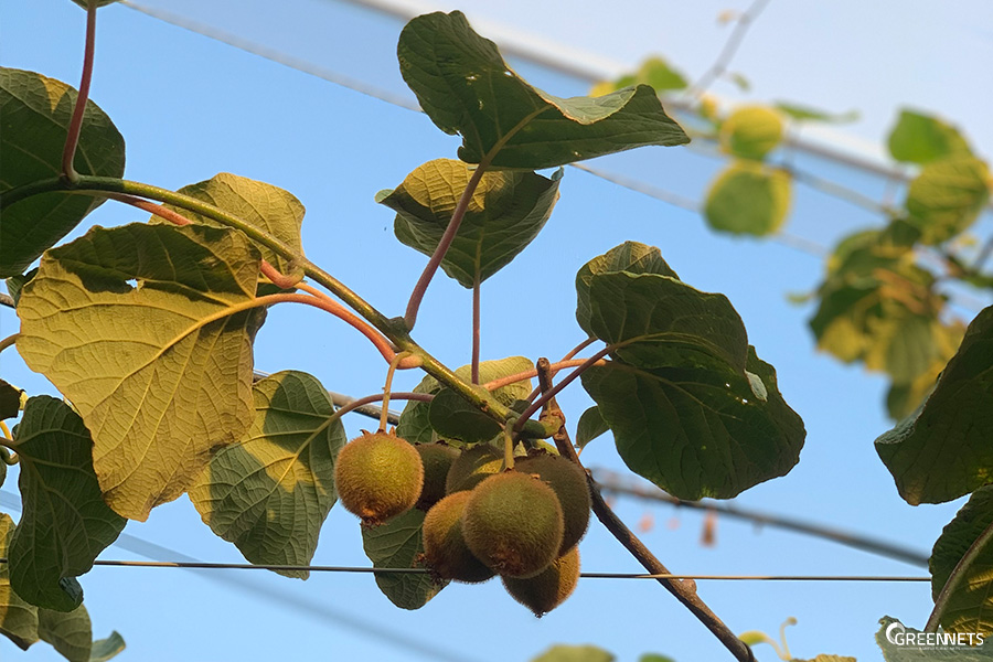 Cultivo de kiwi y los beneficios de producirlo en casas de mallas