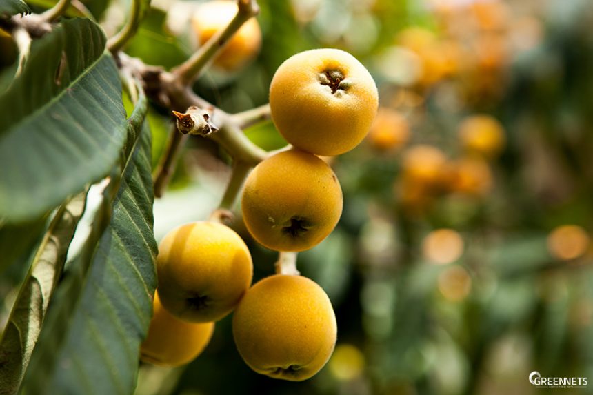 El níspero japonés y su cultivo en casas de mallas El níspero japonés y su cultivo en casas de mallas