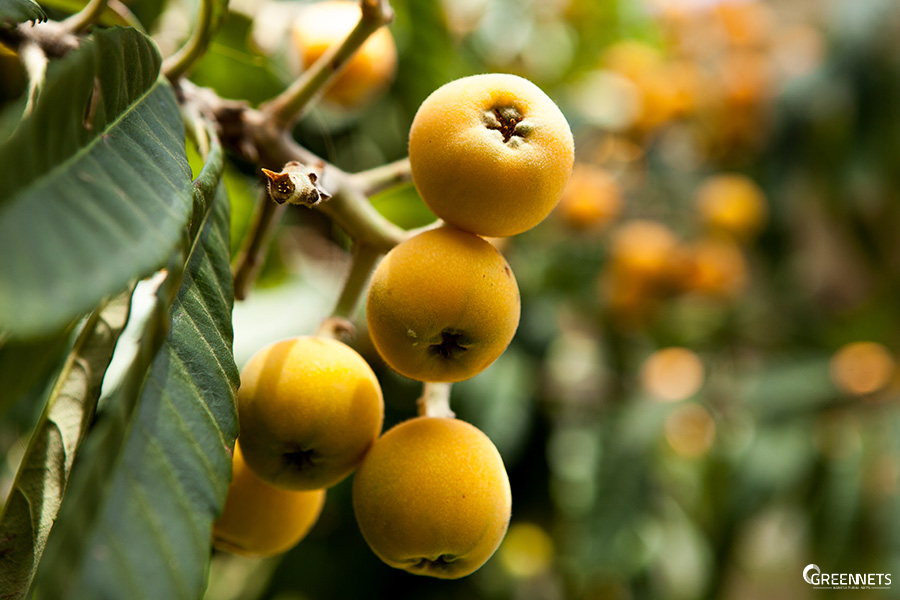 El níspero japonés y su cultivo en casas de mallas