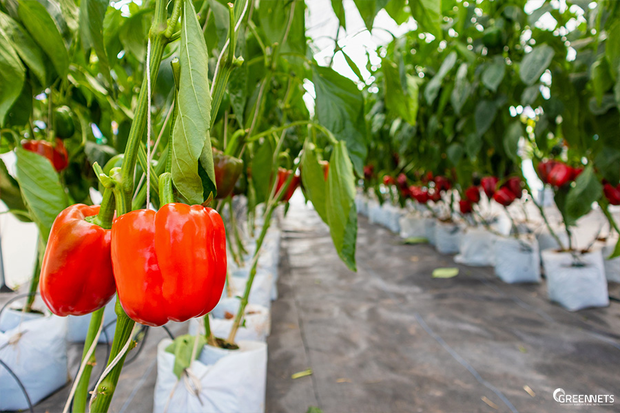 El cultivo de pimientos bajo estructuras de malla incrementa la productividad 2