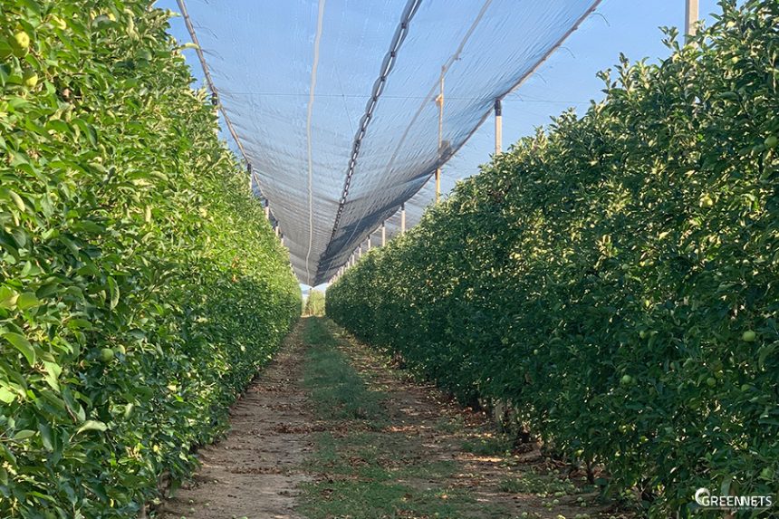 Quais são os métodos mais eficazes para o controlo da Carpocapsa ou da traça da maçã na produção biológica? Quais são os métodos mais eficazes para o controlo da Carpocapsa ou da traça da maçã na produção biológica?