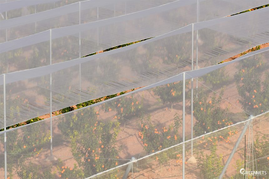 Quais são as características e propriedades das redes agrícolas e como elas influenciam o cultivo? Quais são as características e propriedades das redes agrícolas e como elas influenciam o cultivo?
