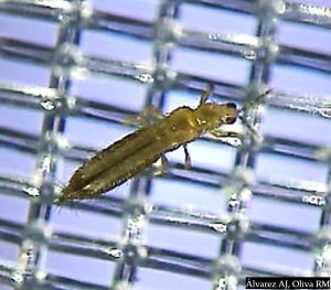 Individuo adulto de frankliniella occidentalis sobre malla antiinsectos