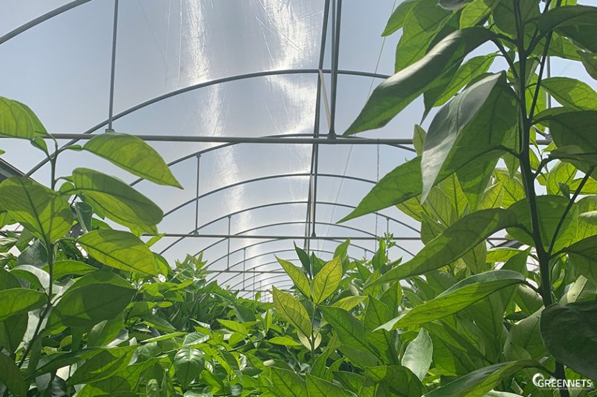Redes Agrícolas e Sustentabilidade