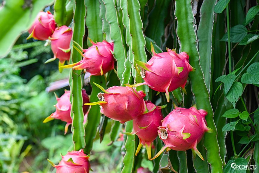 Vantagens do cultivo de pitaya em estufas de rede Vantagens do cultivo de pitaya em estufas de rede