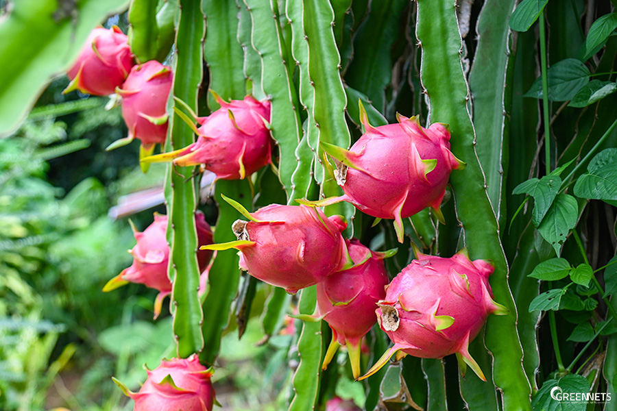 Pitaya